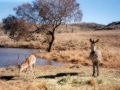 Zebra a antilopa